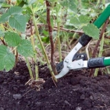 Kako se zauvijek riješiti izrasta šljiva na mjestu